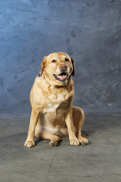 Therapy Dog