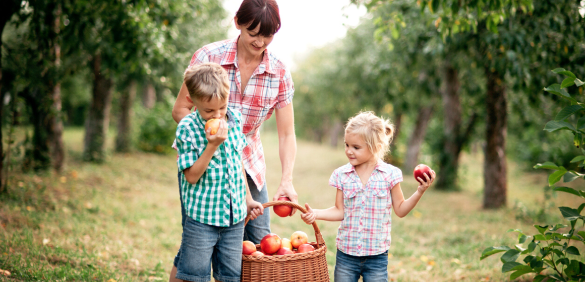 A family apple picking for one of their fall family activities.