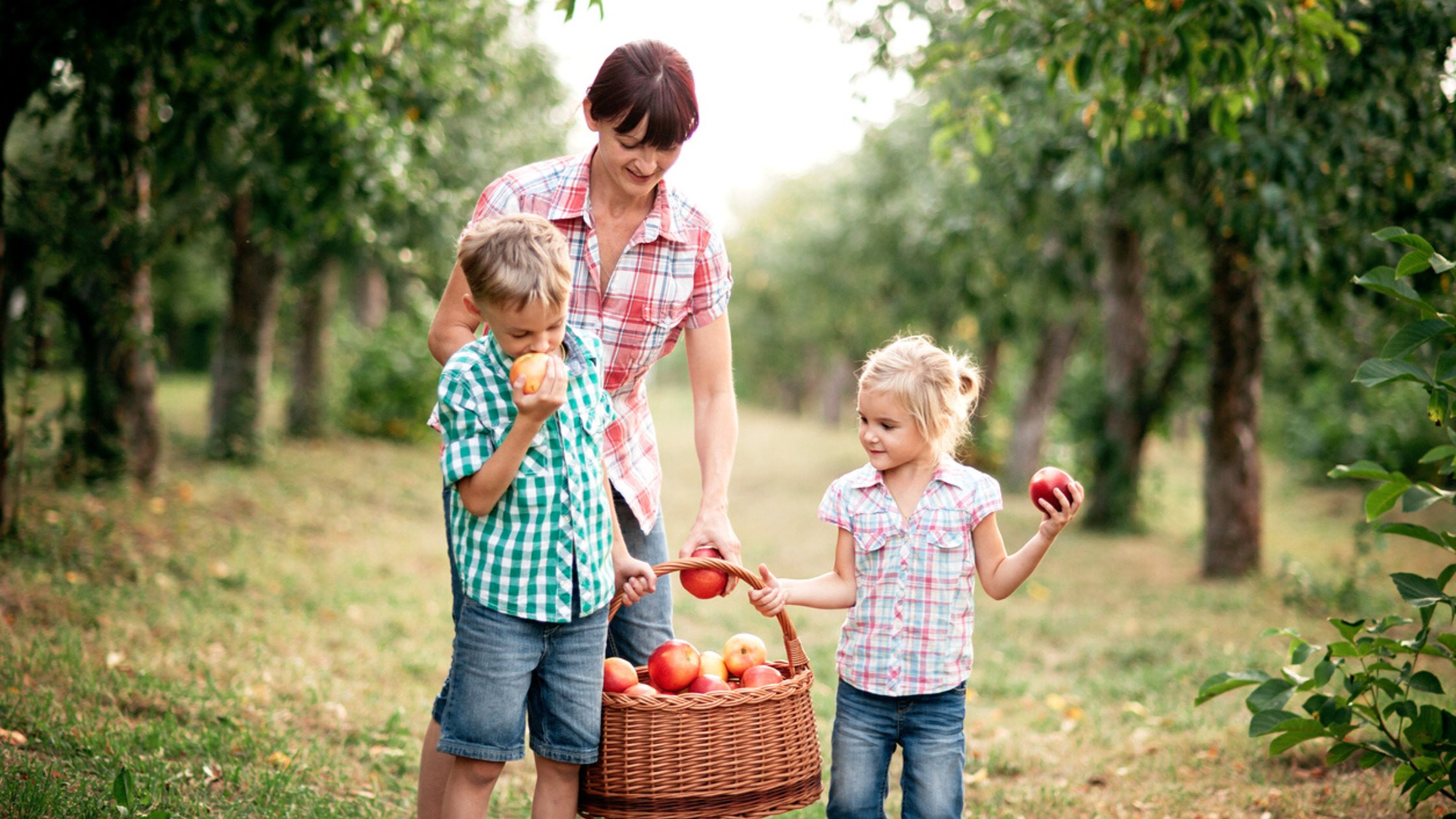 A family apple picking for one of their fall family activities.